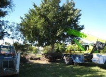 Kwikfynd Tree Management Services
sladepoint